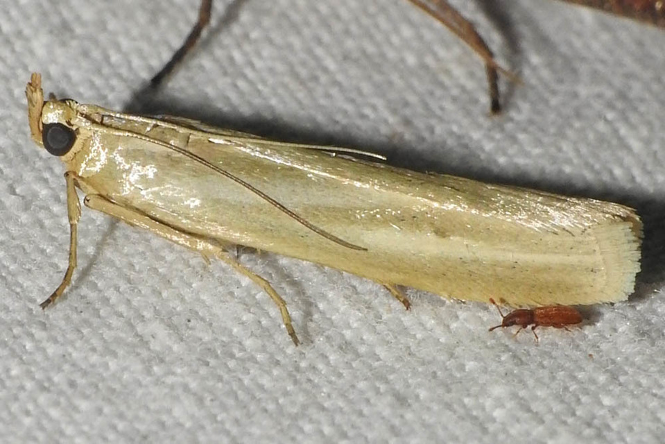 Selagia argyrella - ezüstös karcsúmoly