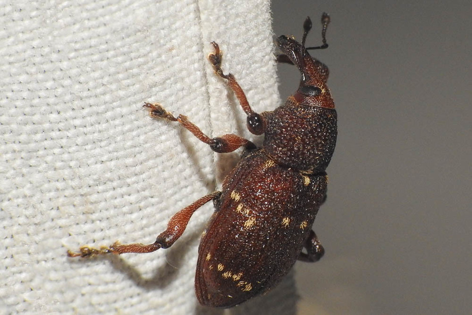 Hylobius transversovittatus - füzény-fenyvesormányos