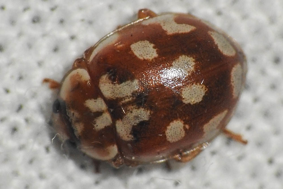 Myrrha octodecimguttata - tizennyolccseppes füsskata