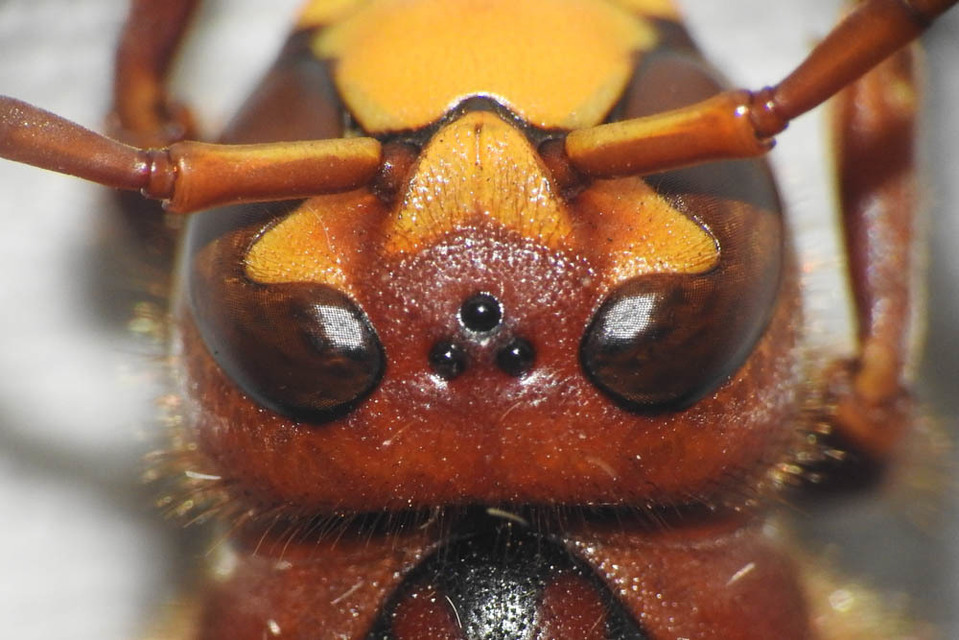Vespa crabro - lódarázs