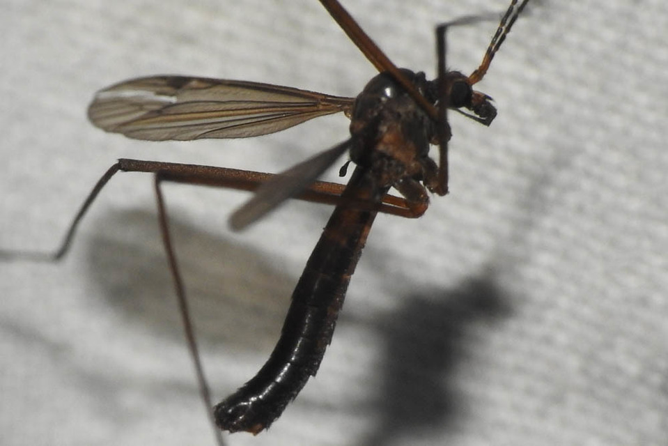 Nigrotipula nigra