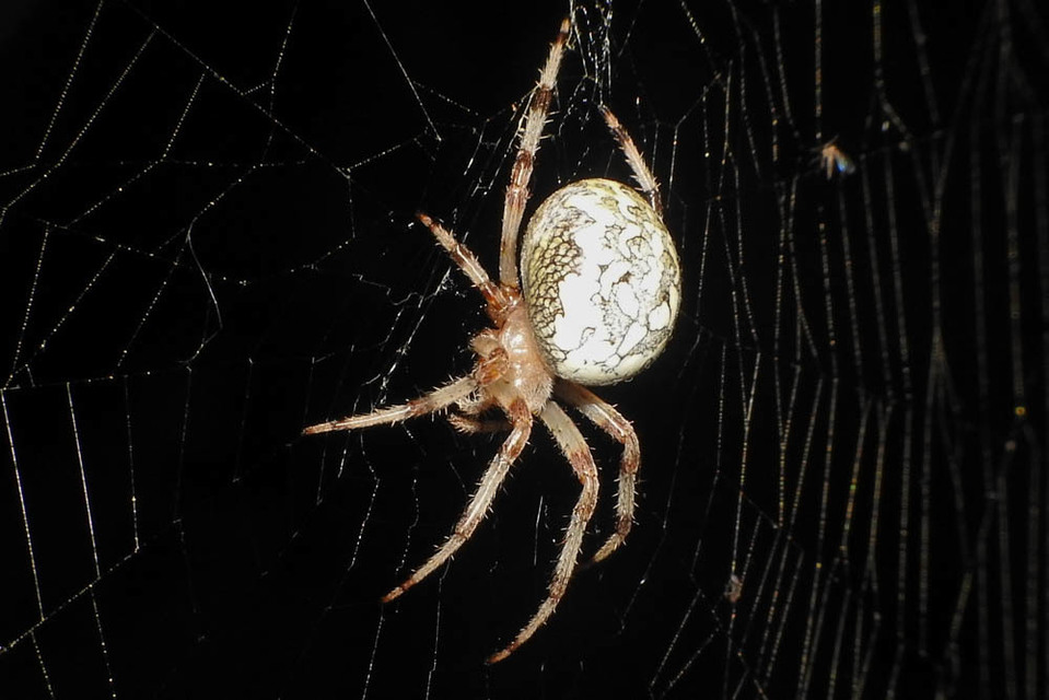 Araneus marmoreus - márványos keresztespók