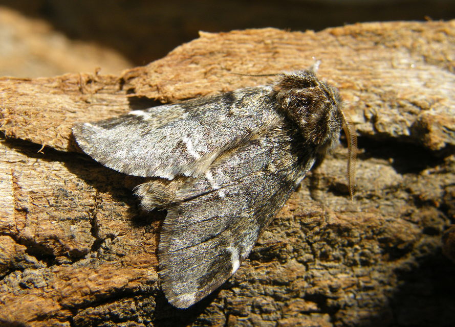 Drymonia dodonea - bélyeges púposszövő