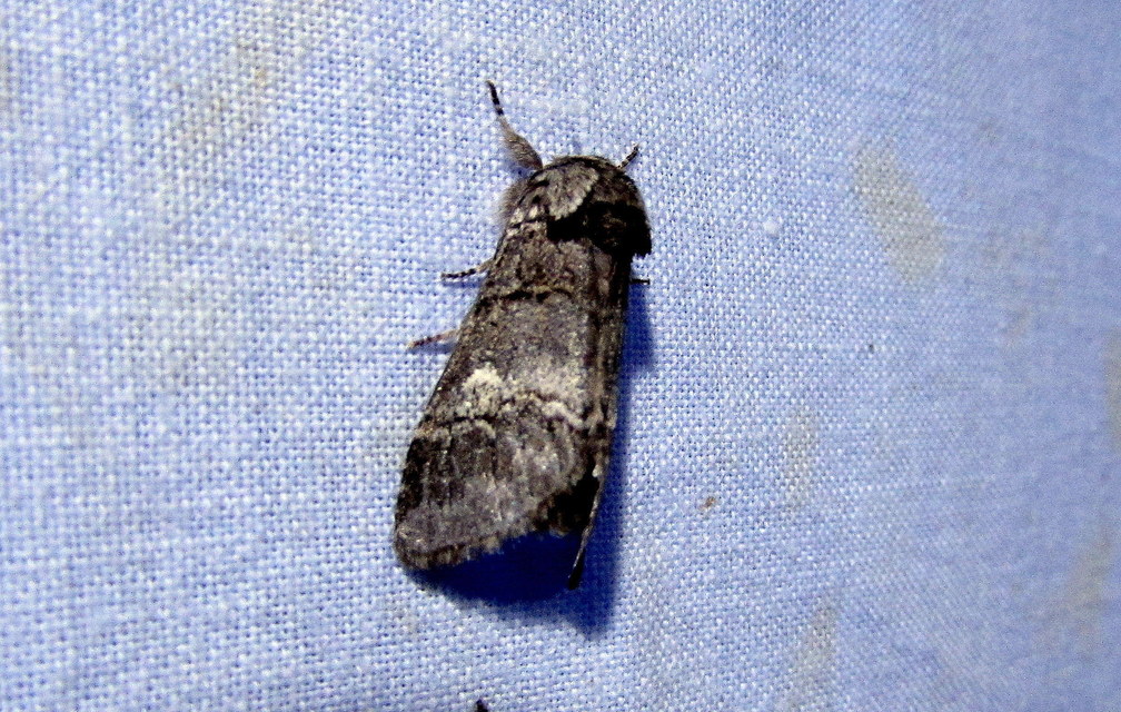 Drymonia querna - tölgyfa-púposszövő