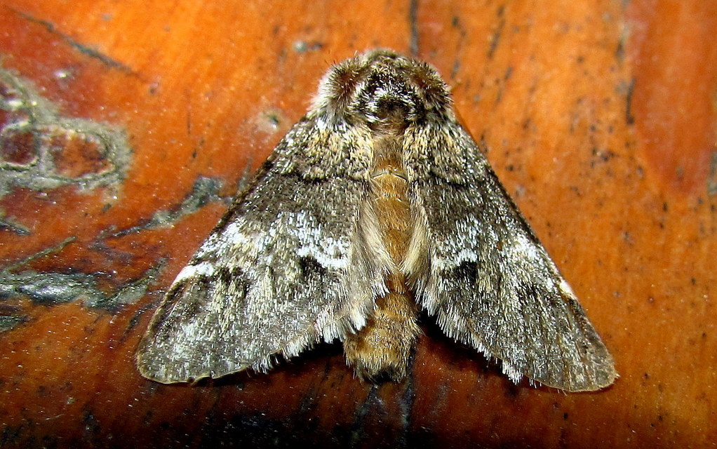 Drymonia dodonea - bélyeges púposszövő