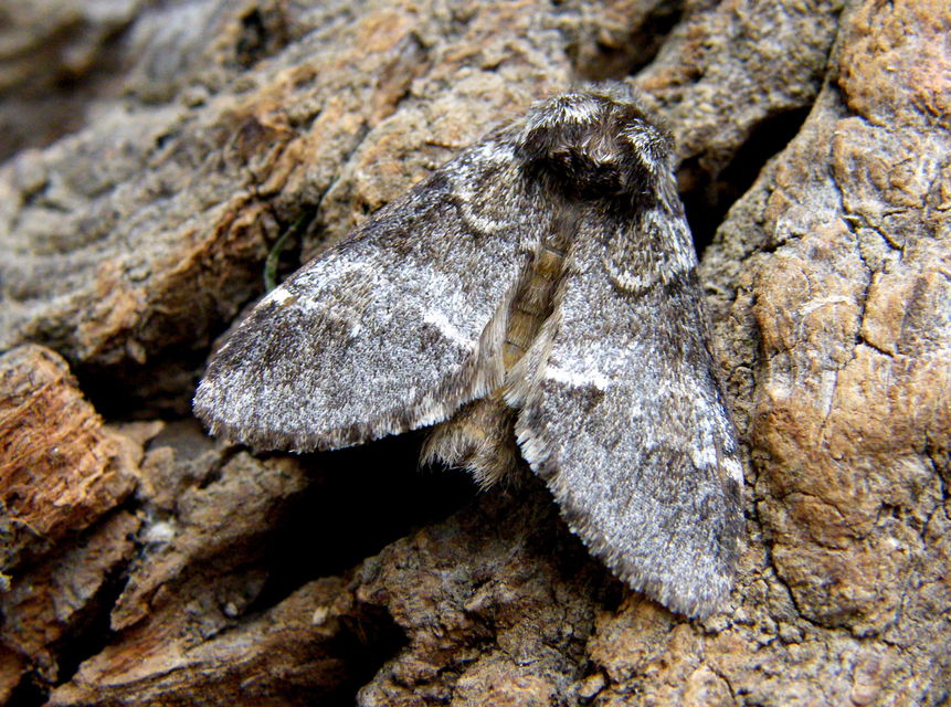 Drymonia dodonea - bélyeges púposszövő