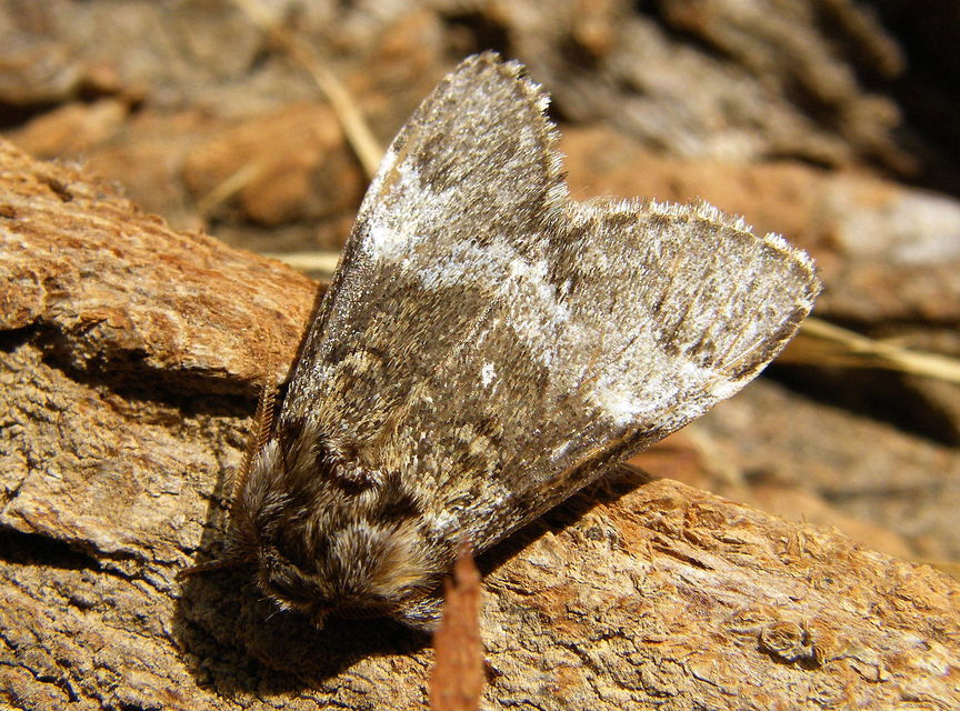 Drymonia dodonea - bélyeges púposszövő