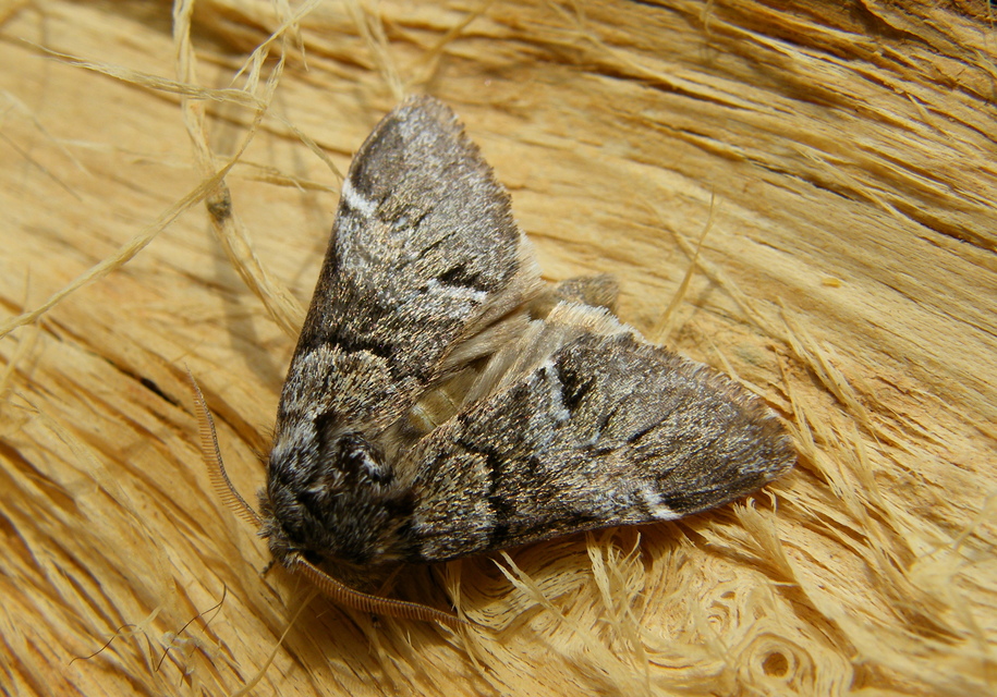 Drymonia dodonea - bélyeges púposszövő