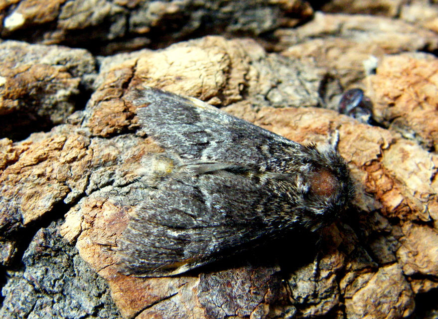 Drymonia dodonea - bélyeges púposszövő