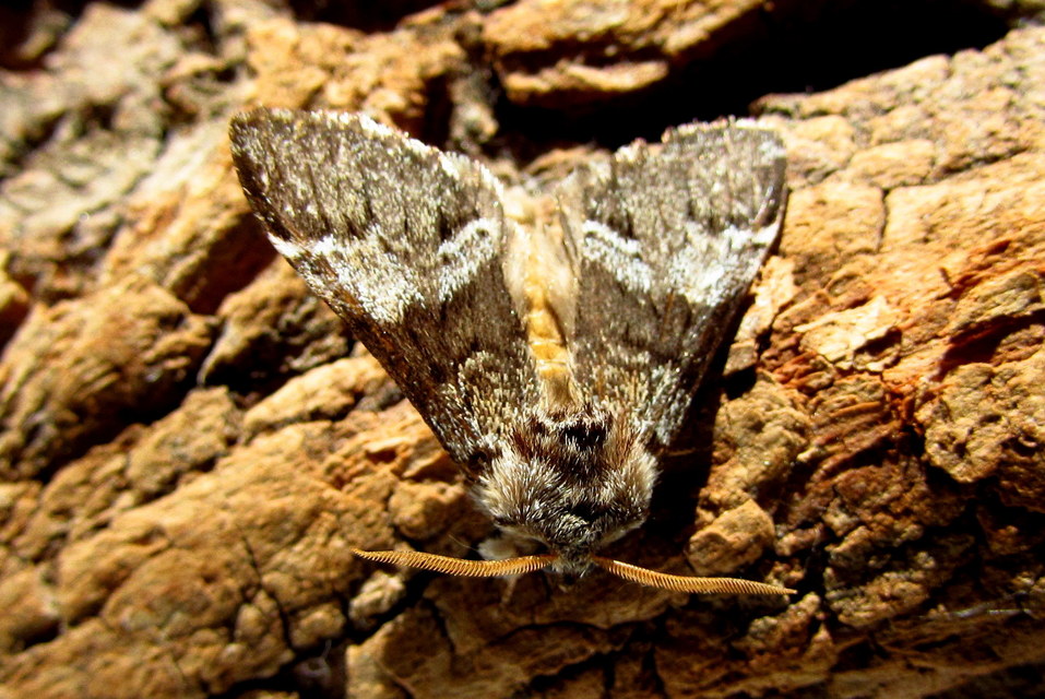 Drymonia dodonea - bélyeges púposszövő