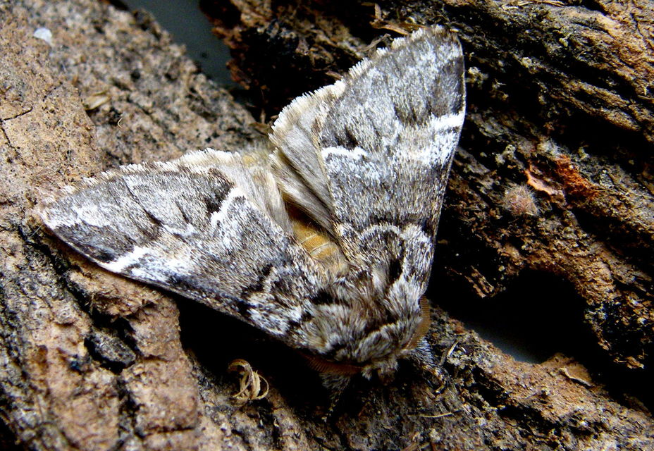Drymonia dodonea - bélyeges púposszövő