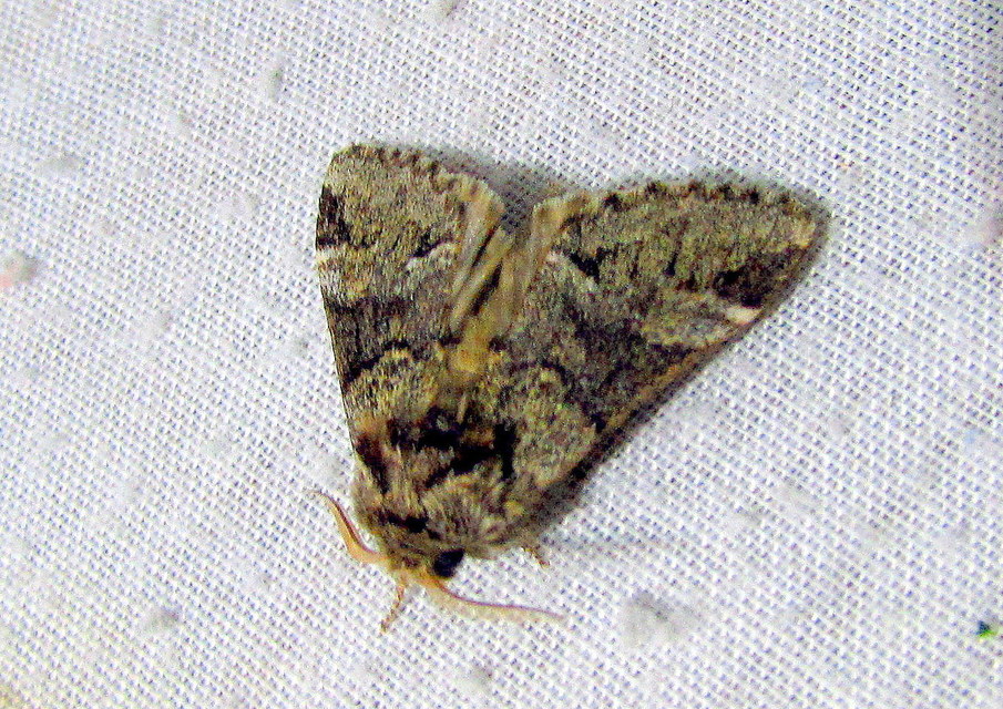 Drymonia dodonea - bélyeges púposszövő