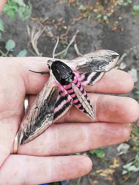 Sphinx ligustri - fagyalszender