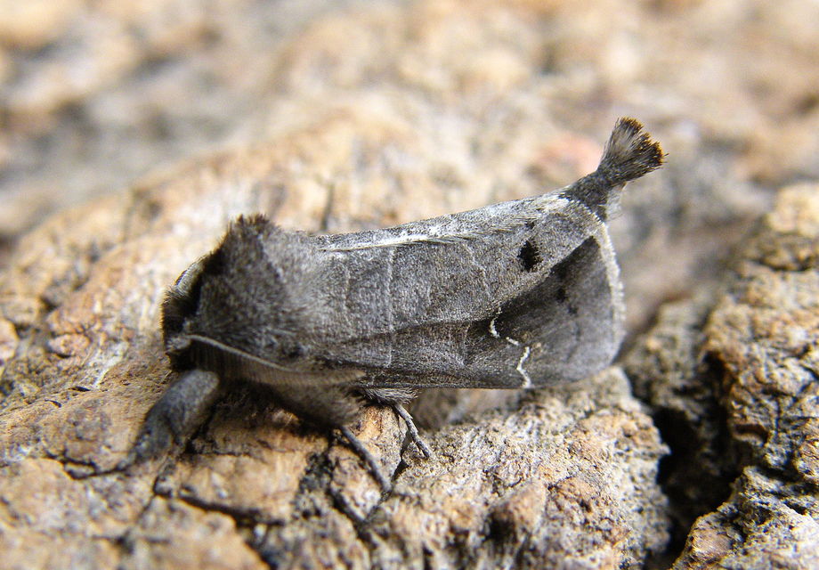 Clostera anachoreta - tarka levélszövő