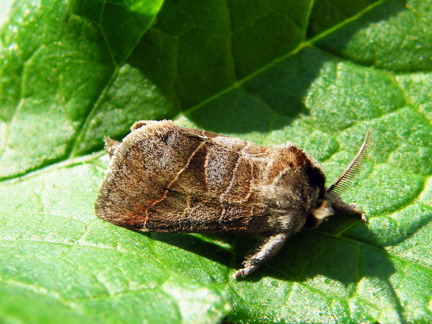 Clostera pigra - apró levélszövő