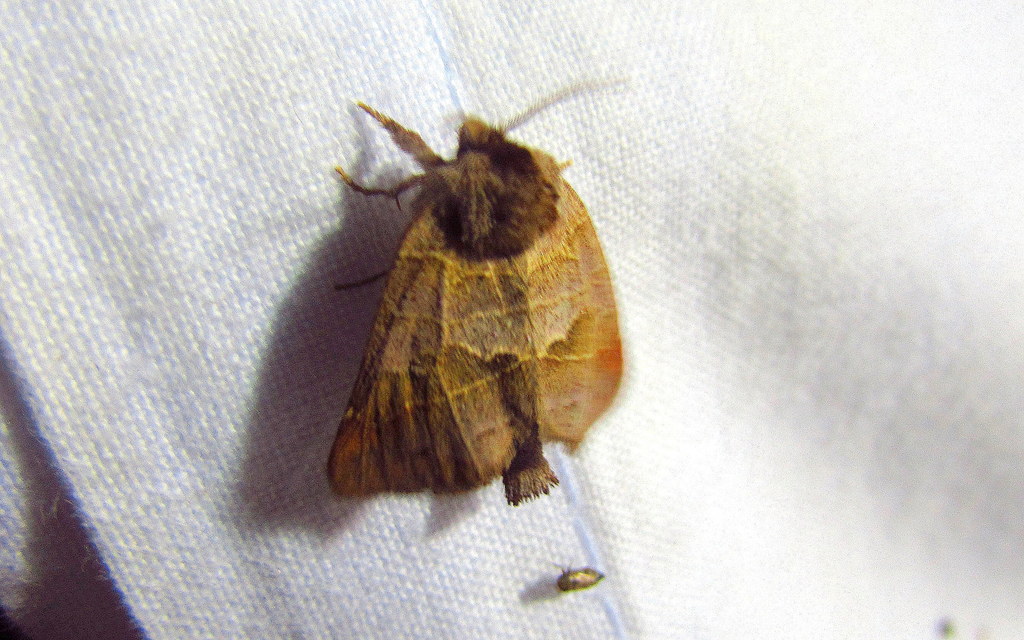 Clostera pigra - apró levélszövő