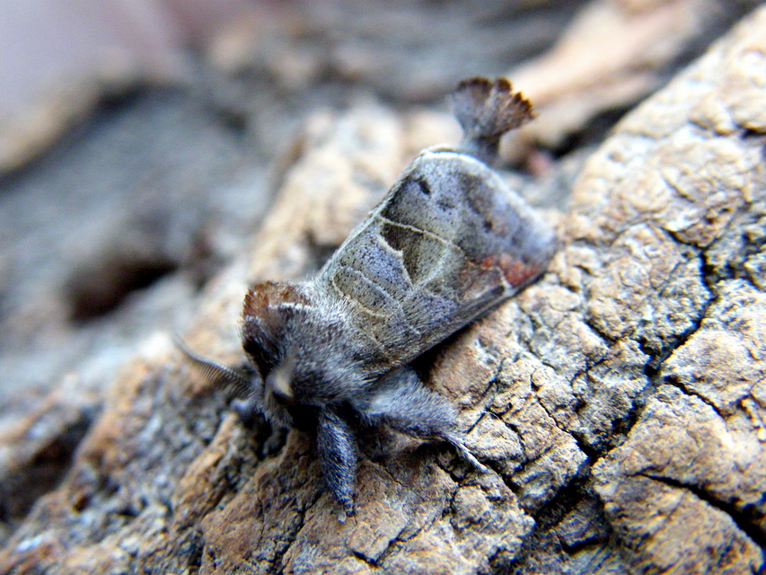 Clostera pigra - apró levélszövő