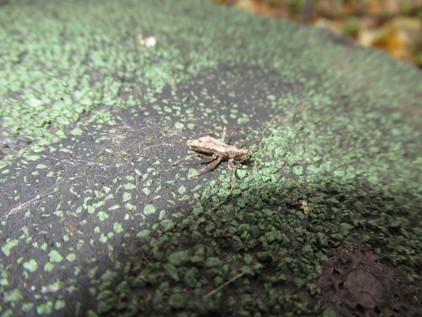 Himacerus apterus - nagy tolvajpoloska