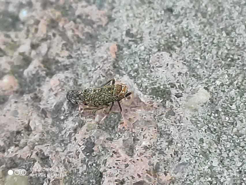 Orientus ishidae