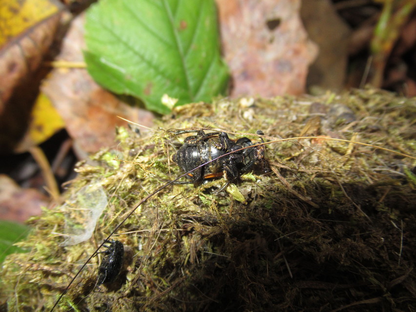 Nicrophorus vespilloides - feketecsápú temetőbogár