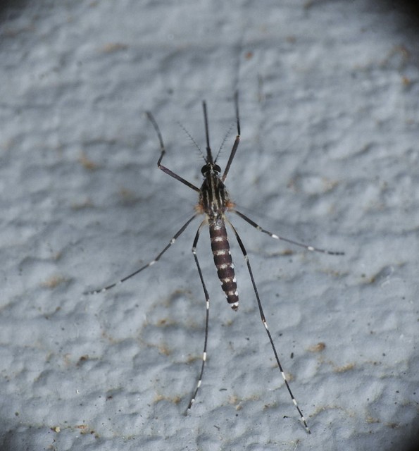 Aedes japonicus/koreicus