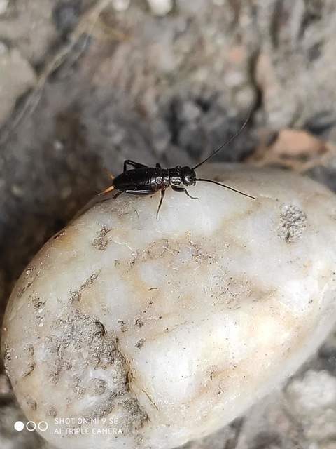 Gryllus campestris - mezei tücsök