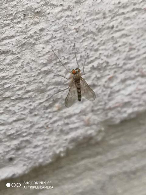 Sciapus