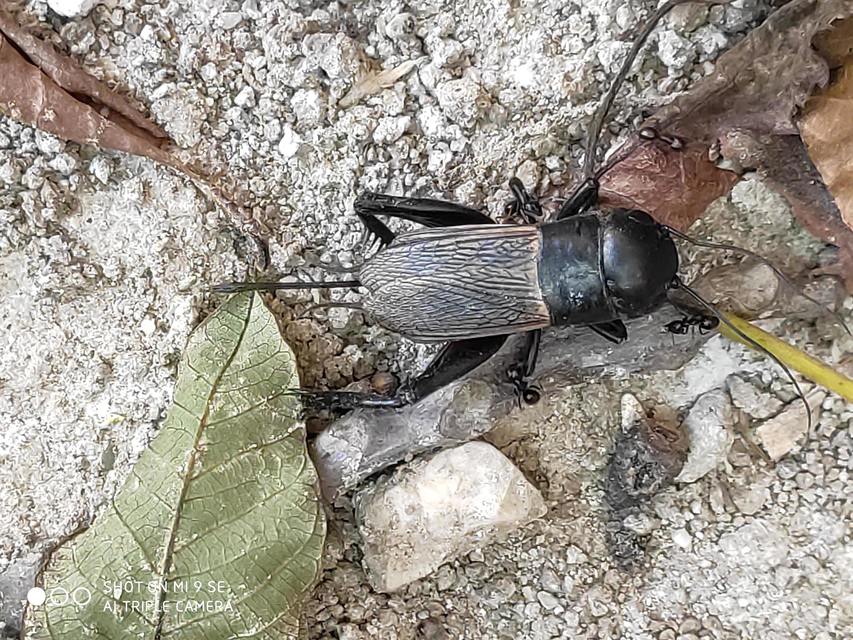 Gryllus campestris - mezei tücsök