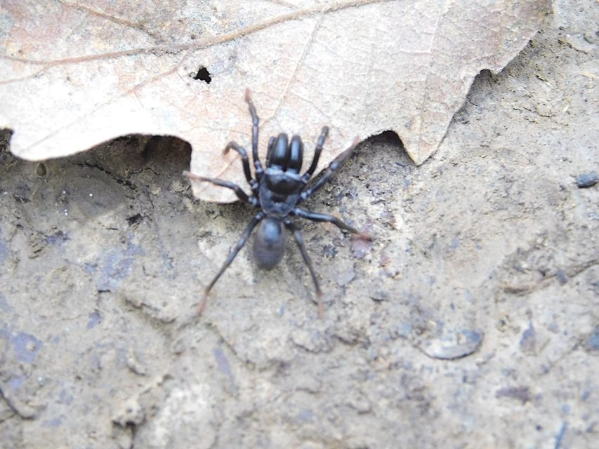 Atypus