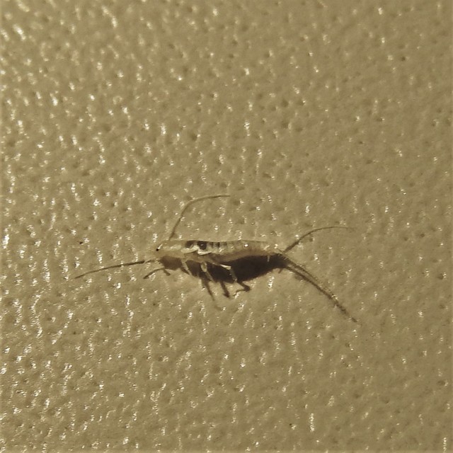 Lepisma saccharinum - ezüstös ősrovar