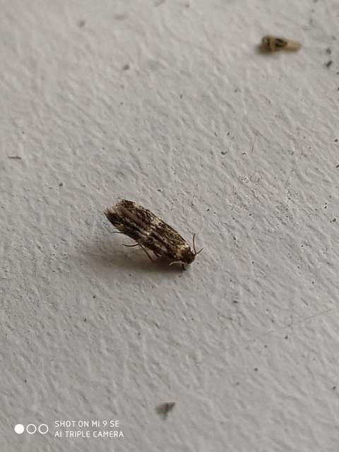 Autostichidae - avarmolyfélék