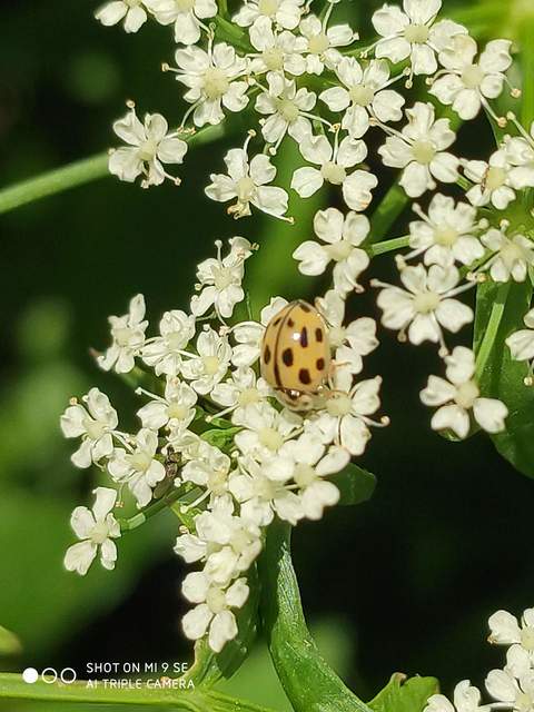 Propylea quatuordecimpunctata - tizennégypettyes füsskata