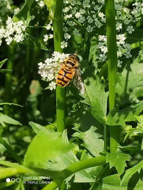 Myathropa florea - halálfejes odúlégy