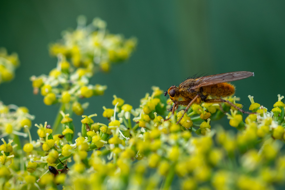 Scathophaga stercoraria - közönséges trágyalégy