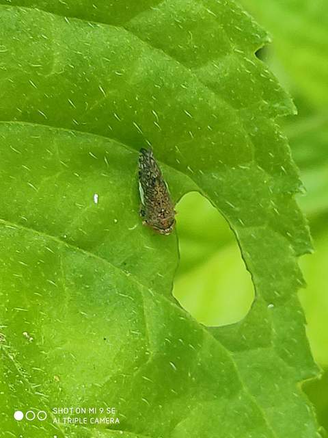 Orientus ishidae