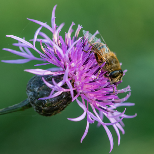 Eristalis tenax - közönséges herelégy