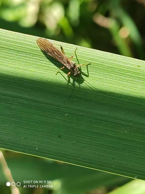 Plecoptera - Álkérészek