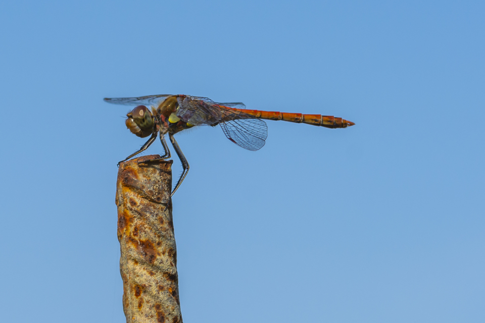 Sympetrum striolatum - harántsávos katona-szitakötő