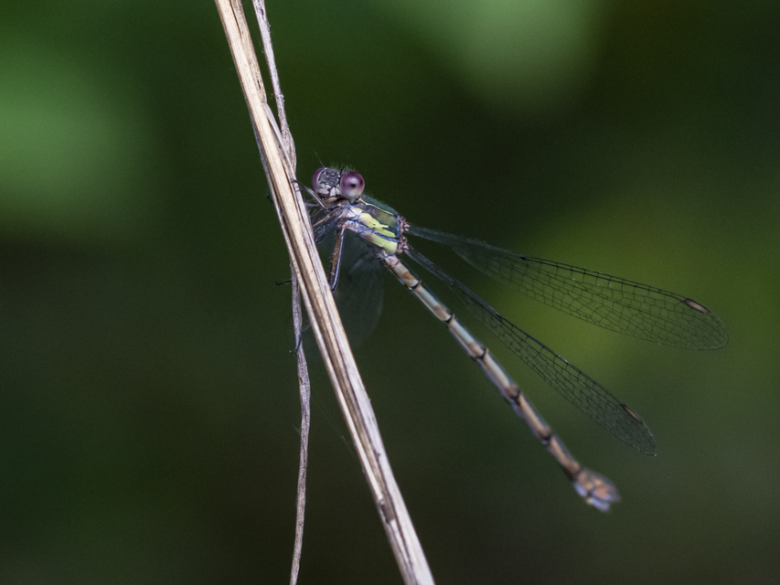 Chalcolestes viridis - nyugati zöld-rablószitakötő