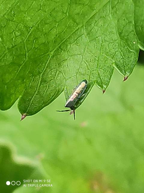 Lepidocyrtus paradoxus