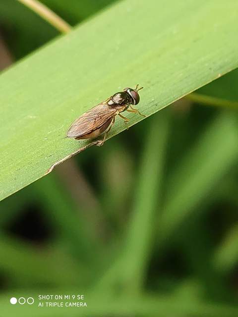 Melanostoma mellinum - gyakori fűzengőlégy
