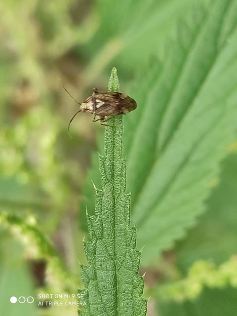Lygus rugulipennis - molyhos mezeipoloska
