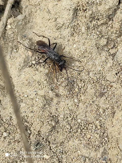 Priocnemis