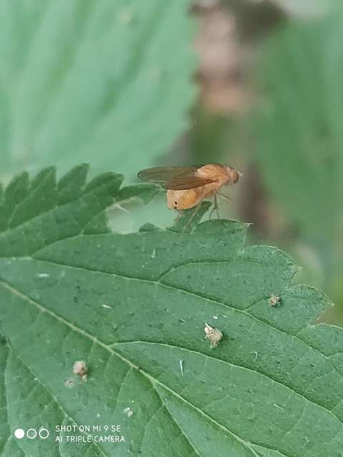Lauxaniidae - pudvalegyek