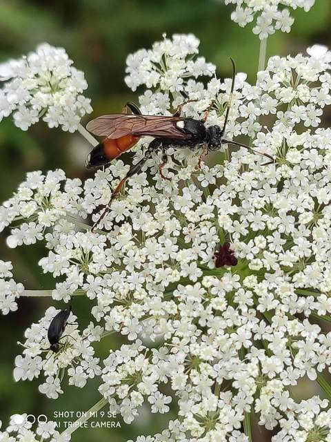 Ichneumon bucculentus