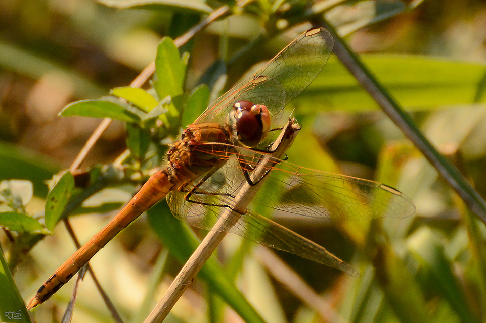 Sympetrum fonscolombii - vándor katona-szitakötő