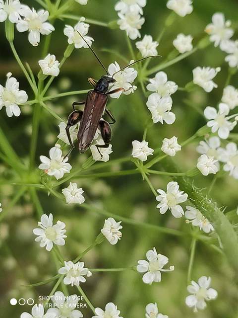 Oedemera flavipes - sárgalábú álcincér Oedemera flavipes - sárgalábú álcincér