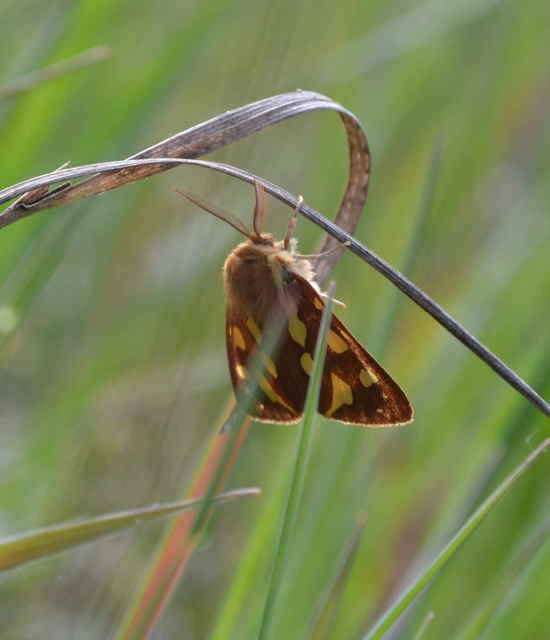 Hyphoraia aulica - barna medvelepke