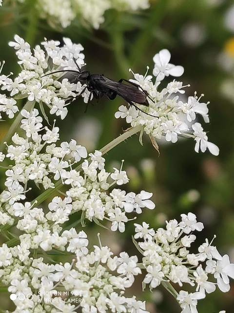 Pompilidae - útonállódarazsak
