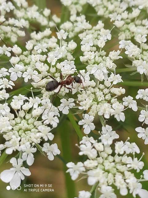 Formica